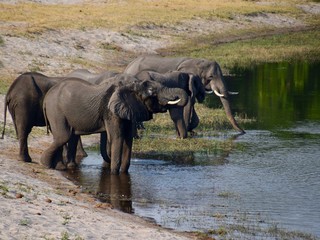 Elefantenherde am Wasserloch - Nationalpark - Namibia