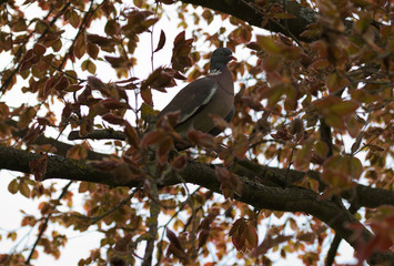 Columba palumbus