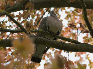 Columba palumbus