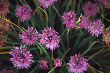 Onions shnitt. Bunch of Onion summer flower