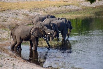 Fototapeta na wymiar Elefantenherde am Wasserloch - Nationalpark - Namibia