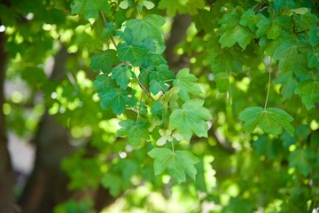Fototapeta na wymiar Green leaves branch