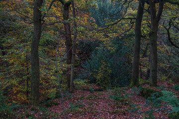 Golden leaves fallen  into clearing from oak tress in Autumn at Padley Gorge