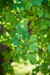 Green leaves branch (2nd)