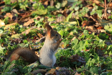 squirrel in the park