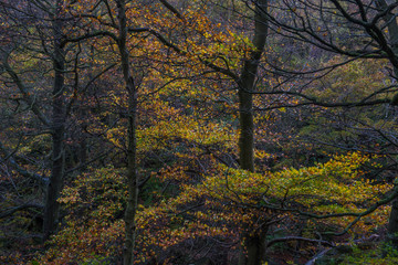 Golden leaves of Autumnal padley gorge