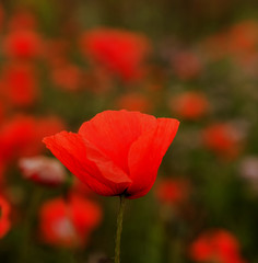 Red poppy