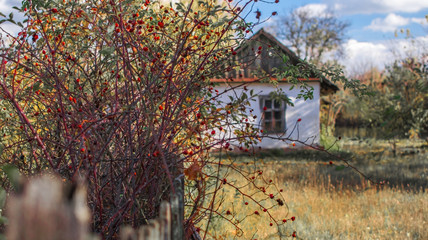 Old small white house in the style of ancient Ukrainian traditions seen through the wild rose bush