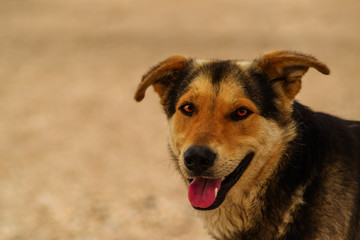 Beautiful dog on the beach