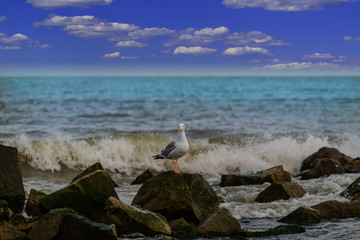 Seagull sitting on a rock