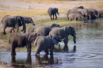 Naklejka premium Elefantenherde am Wasserloch - Nationalpark - Namibia