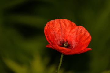 Red poppy