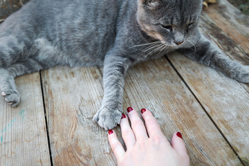 Domestic grey cat paw and a man's hand. Autumn season.