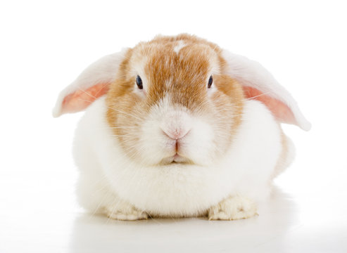 Easter bunny rabbit lop photo. Cute lop eared orange rabbit. White eared split bunny rabbit on isolated white background. Cute.