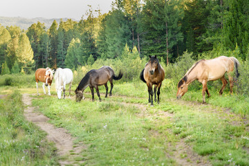 Naklejka na ściany i meble Horses grazing on the green meadow. Altai Republic. Russia