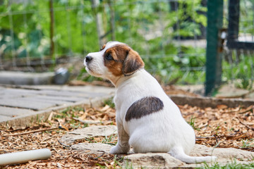 Szczeniak jack russell terrier bawi się w ogrodzie. © Rajtar photography