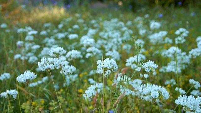Brilliant white hyacinth flowers in the shade 1 Rowena Crest Columbia River Gorge Wildflower Meadow