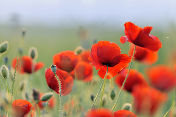landscape with red poppy field
