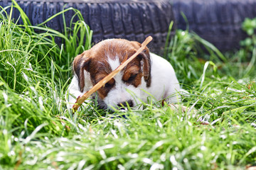 Szczeniak jack russell terrier bawi się w ogrodzie. © Rajtar photography