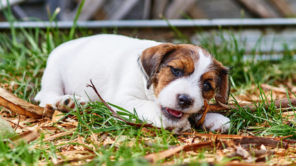 Szczeniak jack russell terrier bawi się w ogrodzie. © Rajtar photography