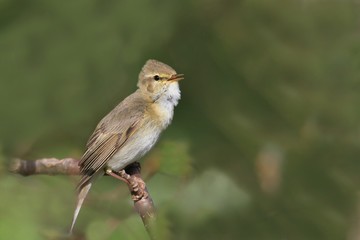 Willow warbler (Phylloscopus trochilus)sitting on the branch.with green background