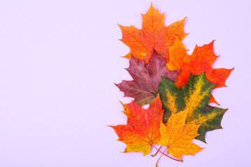 Autumn maple leaves on bright background