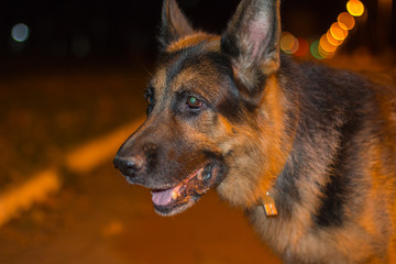 Dog german shepherd on the street in evening time