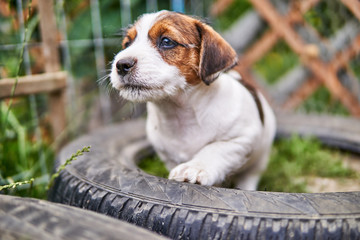 Szczeniak jack russell terrier bawi się w ogrodzie. © Rajtar photography