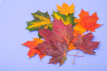 Autumn maple leaves on bright background