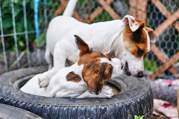 Szczeniak jack russell terrier bawi się w ogrodzie. - obrazy, fototapety, plakaty