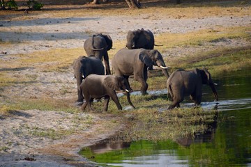 Elefantenherde am Wasserloch - Nationalpark - Namibia