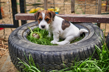Szczeniak jack russell terrier bawi się w ogrodzie. © Rajtar photography