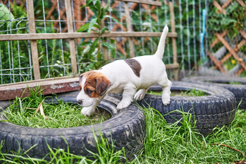 Szczeniak jack russell terrier bawi się w ogrodzie. © Rajtar photography