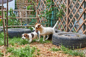 Szczeniak jack russell terrier bawi się w ogrodzie. © Rajtar photography