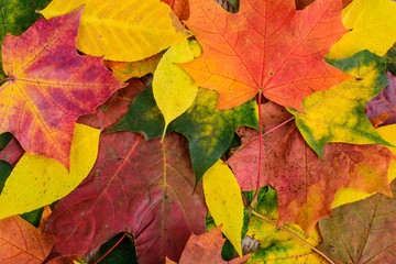 Naklejka na ściany i meble Maple colorful leaves background