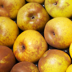 pommes reinette 
