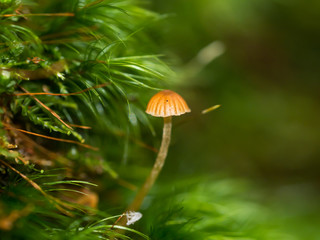 Ein kleiner gelber Pilz steht im grünen Moos.