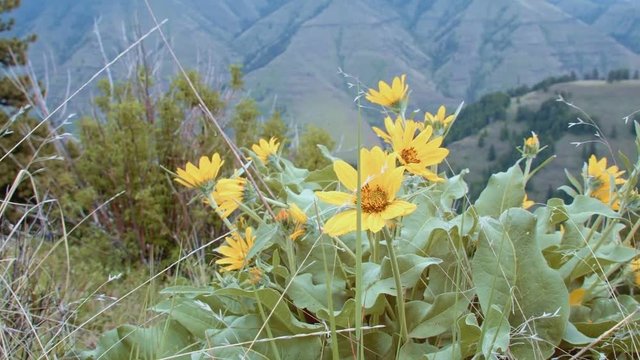 Chief Joseph Canyon Gorge yellow wildflower arrowleaf balsamroot Wallowas Oregon 4