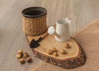 Bulbs hyacinthoides and garden shovel