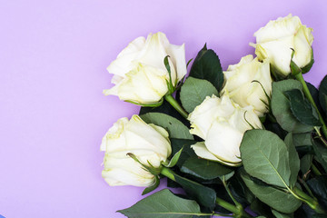 White roses on bright pastel background