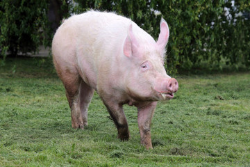 Beautiful young female sow runs across on pasture summertime