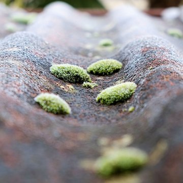 moss