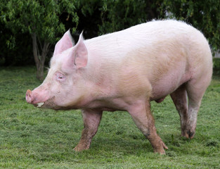 Pink hairy pig runs on the pasture