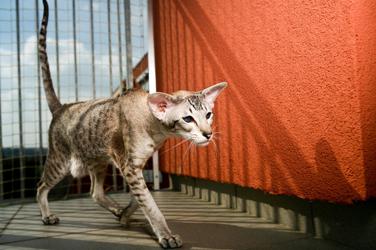 siamese cat Friedrich" walking around""iamese cat "Friedrich" wa""amese cat "Fr""me"