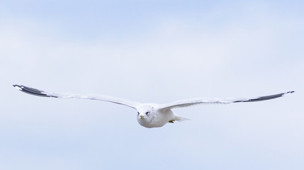 Seagull with full wing extension flying towards camera