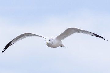 Seagull flying towards camera with sky in background