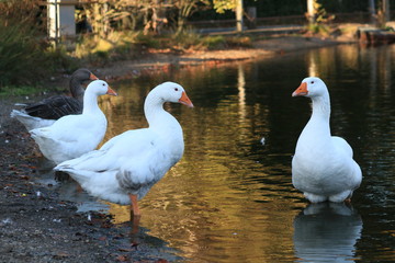 autumn geese