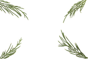 Fototapeta premium Pine branch isolated on white background, top view