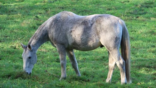 helles Pferd frisst auf einer Wiese