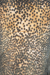 Asian elephant skin